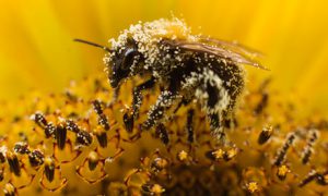 Read more about the article Bee-harming pesticides have been banned in Europe