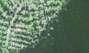 Read more about the article A new study suggests that Brazil may have to halt deforestation in order to protect its agriculture industry