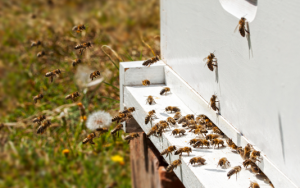 Read more about the article Europe and the US disagree about the cause of the global bee die-off