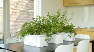 Read more about the article This crew is seeking funders for a self-watering planter for herbs and greens