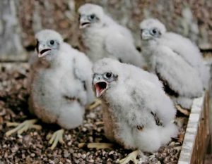 Read more about the article The Mid-Hudson Bridge is host to newly hatched peregrine falcons for the 17th consecutive year