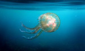 Read more about the article A jellyfish surge in the Mediterranean is threatening the environment and tourists