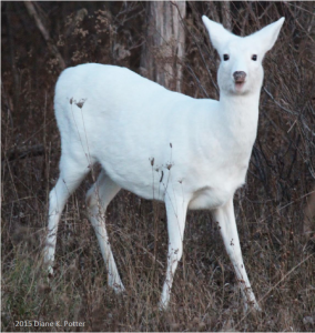 Read more about the article The Fate of a Rare White Deer Herd: Watchdog Report